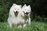 SAMOYEDE 061